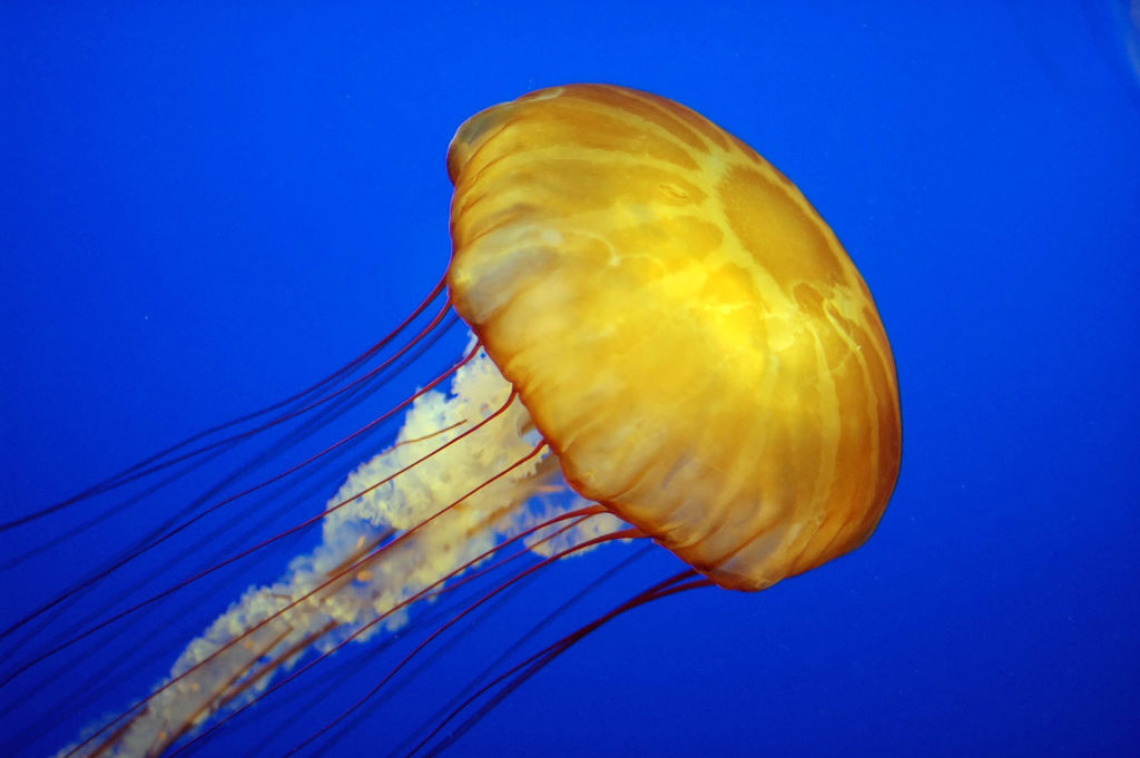 Jellyfish Characteristics, Species, Classification Anatomy and Habitat