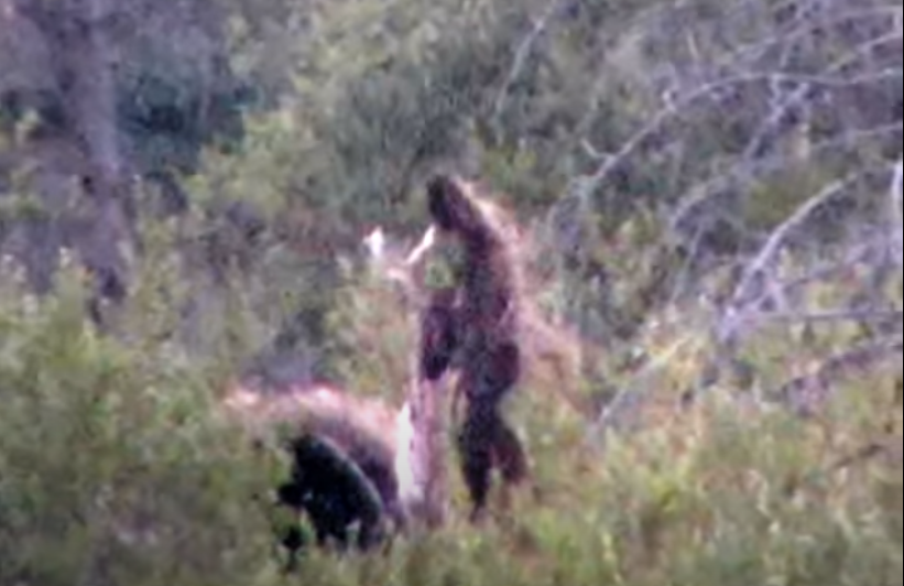 RMSO Bigfoot Ward Colorado Bigfoot Video