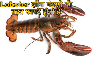 Lobster Prwan