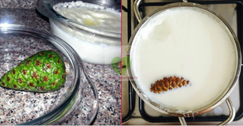 cam kozalagiyla yogurt mayalama