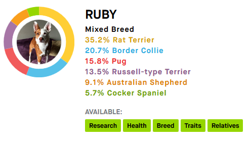 embark genetic testing