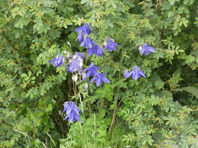 Qui pourra me dire le nom de cette fleur rencontrée sur le chemin du retour vers la Llebreta ?