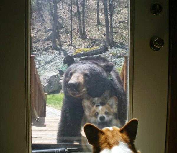 Funny animals of the week - 9 May 2014 (40 pics), cute animals, animal photos, corgi dog meets bear