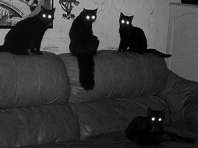 black_cat_eyes