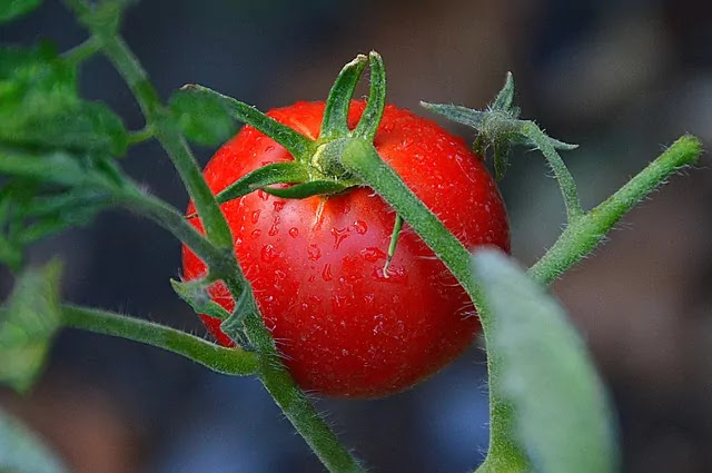 leaf curl of tomato