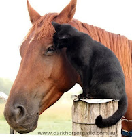 Gato adoptado que creció en un refugio hace su primer amigo: un caballo