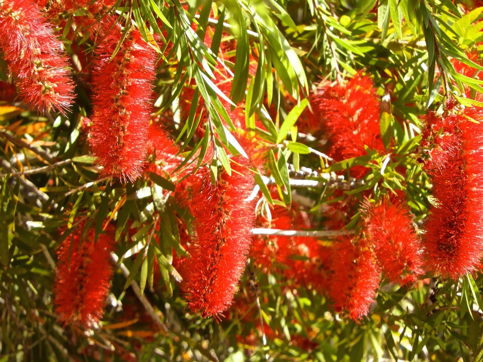 Phoenix Daily Photo Bottle Brush Tree