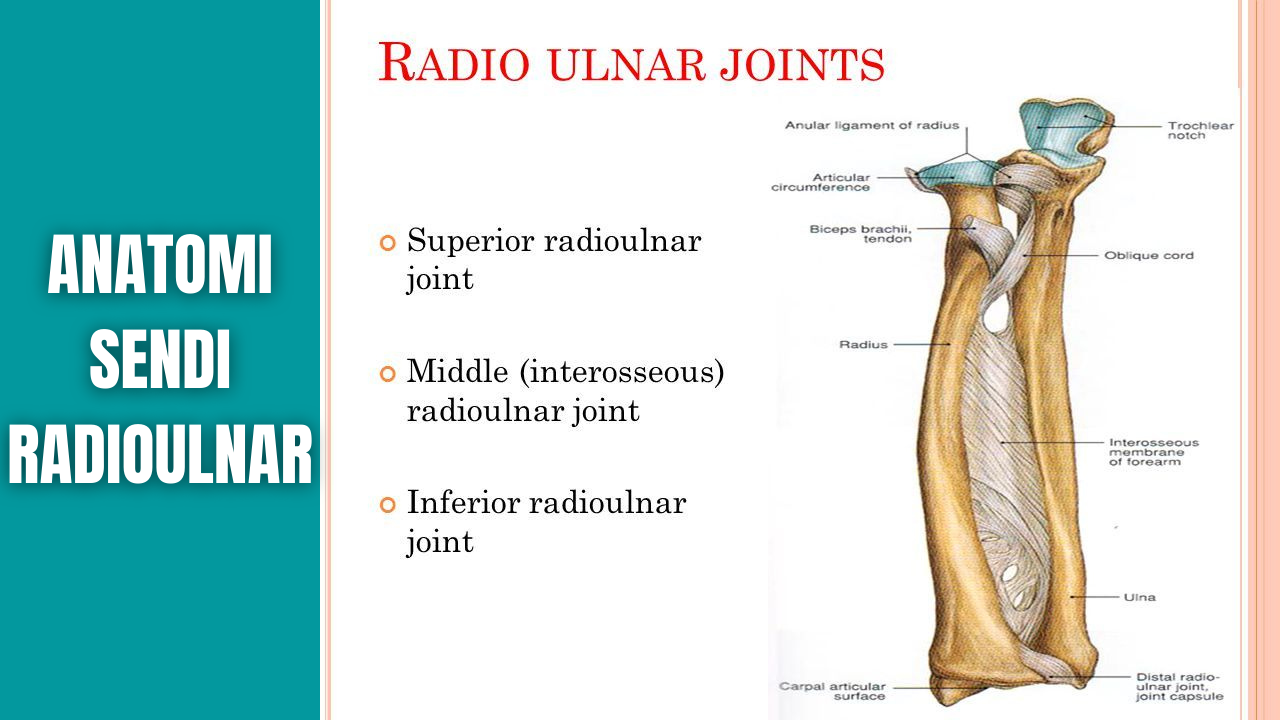 Anatomi Sendi Radioulnar Manusia - Anatomi Tutorial