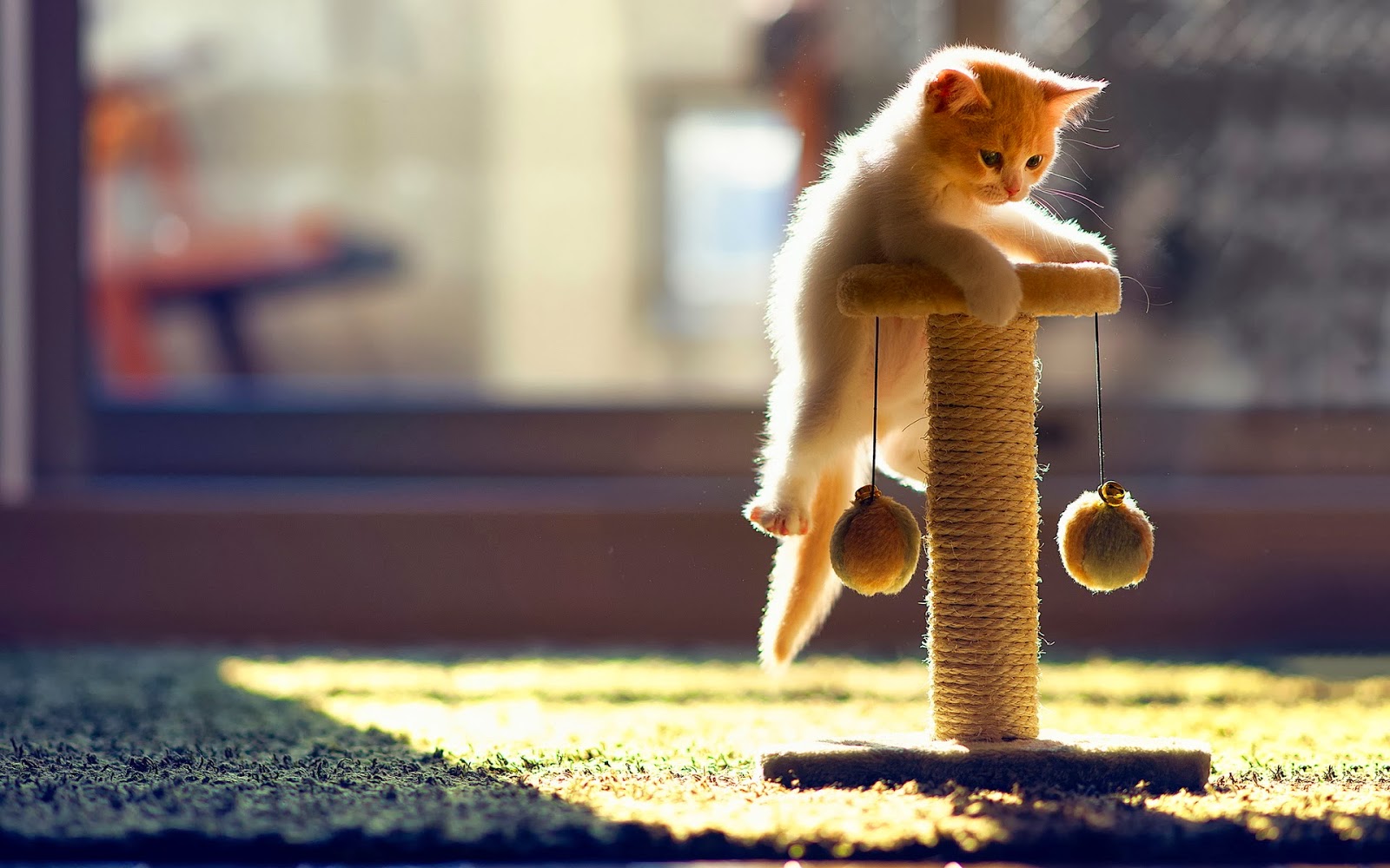 Funny Cat Hd Wallpapers Hd Wallpapers High Quality Wallpapers