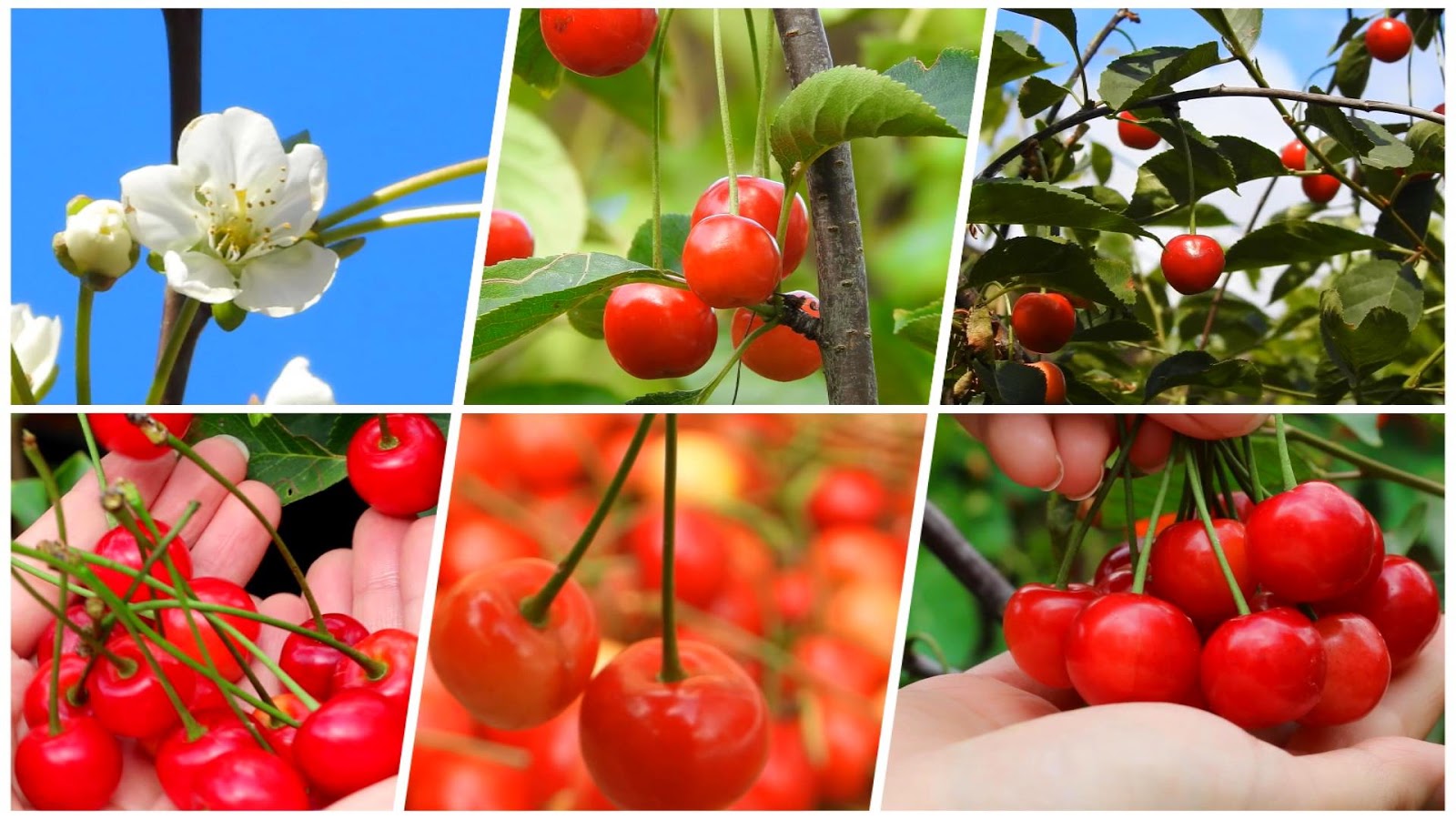 Josephine's Recipes World's Most Expensive Cherry 🍒 Amazing Tasty