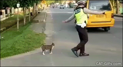 Amazing Cat GIF Indonesian road traffic officer stopping oncoming cars and motorcycles to let a cat cross the road Amazing Cat GIF Indonesian road traffic officer stopping oncoming cars and motorcycles to let a cat cross the road