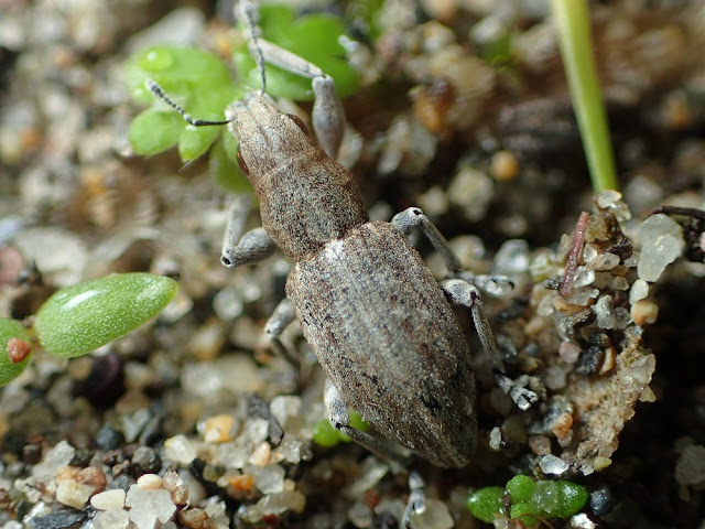 Sitona sp Sitona sp