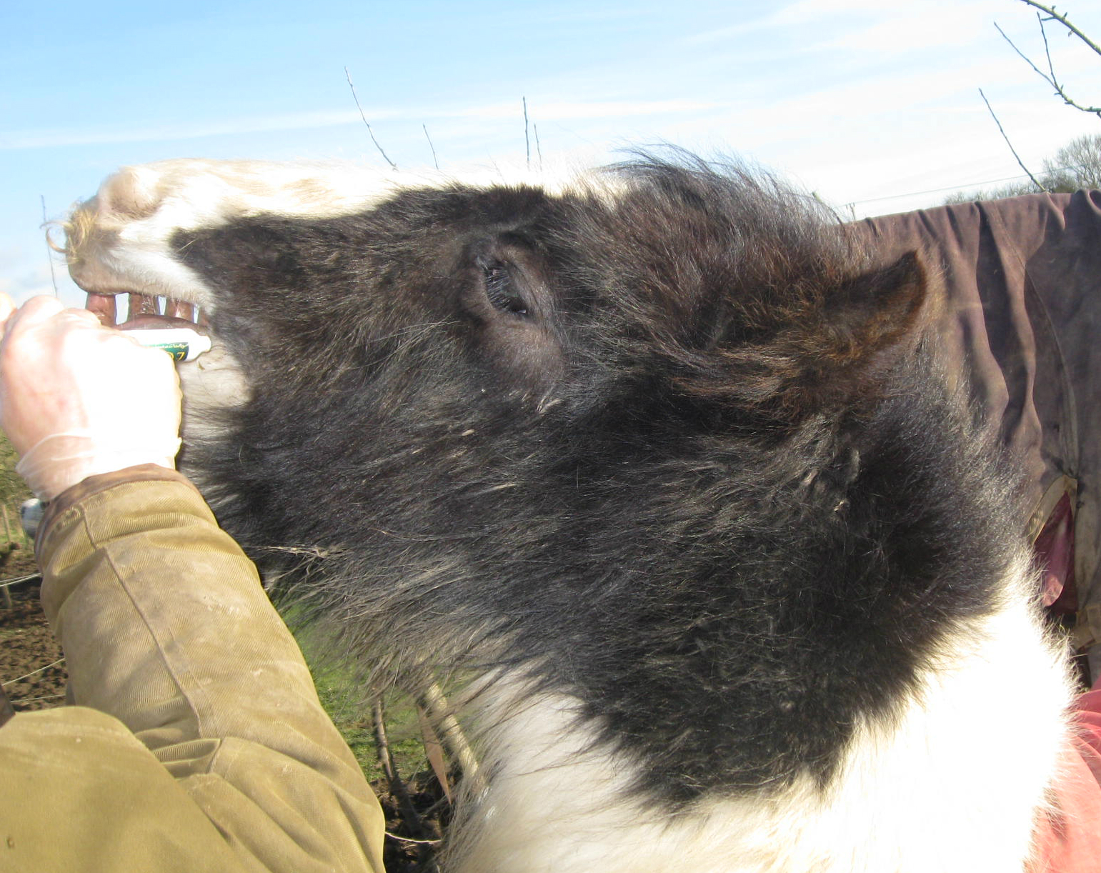 Adversity a Pony's Tale Deworming the abandoned foal