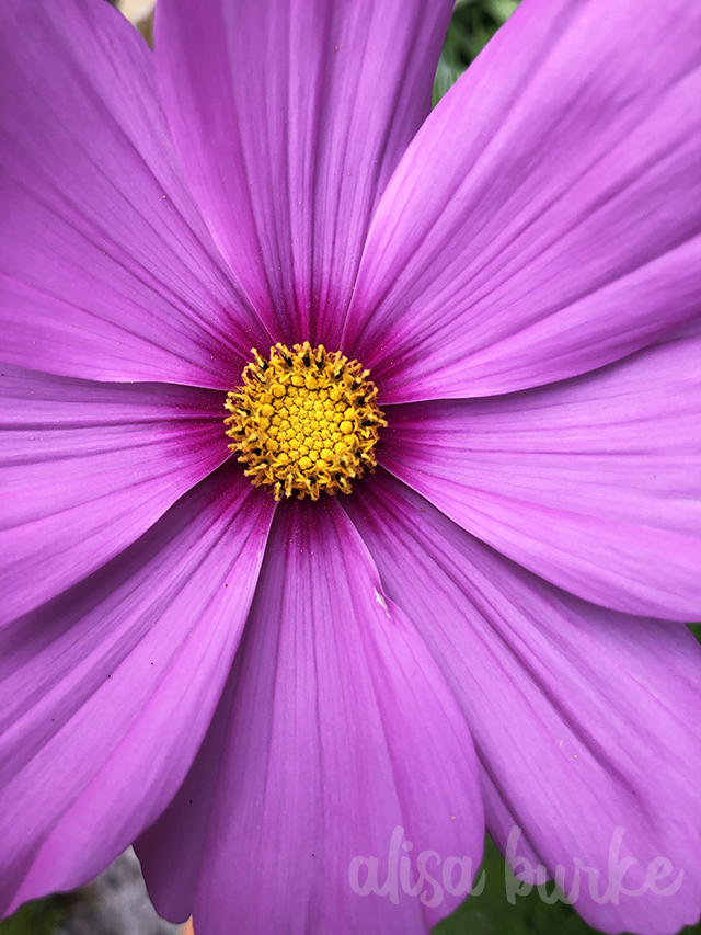 beautiful cosmos