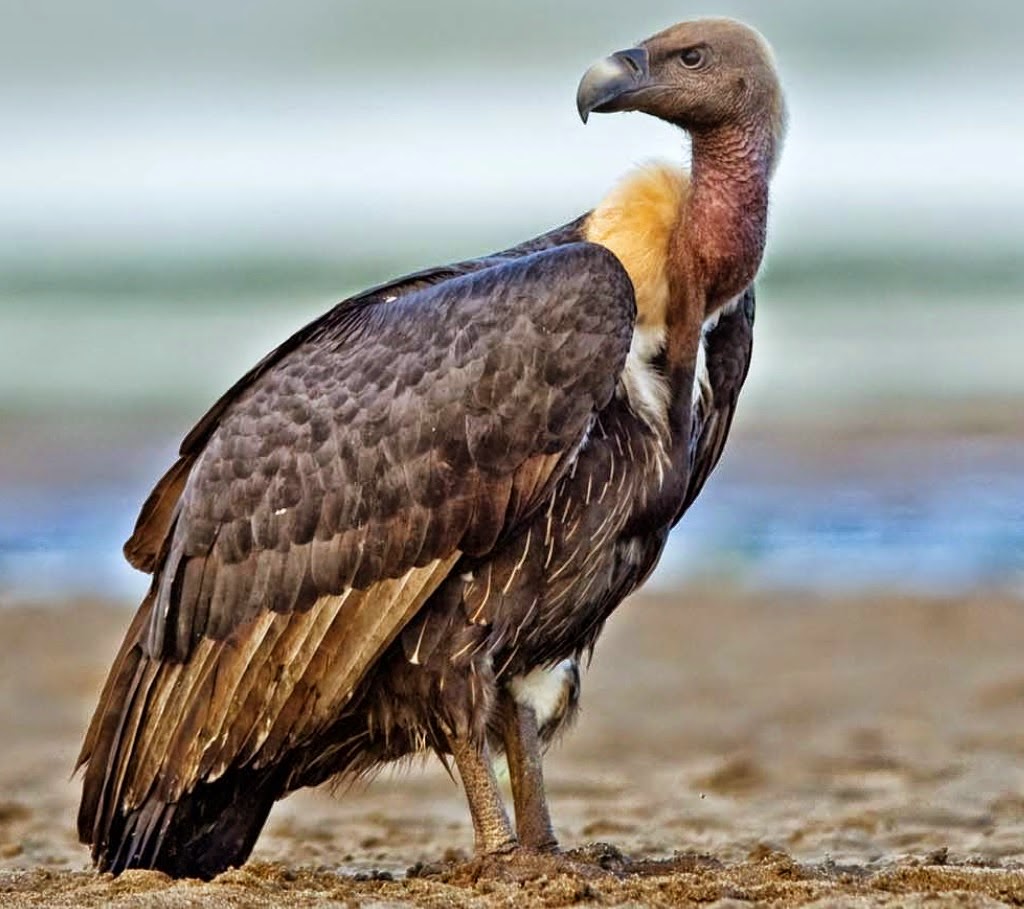 http://sciencythoughts.blogspot.co.uk/2014/12/establishing-vulture-safe-zones-across.html