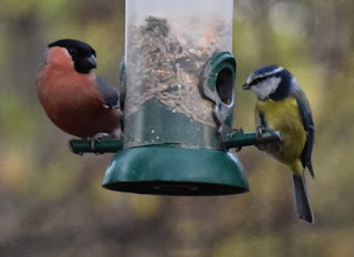 Birds on a bird feeder in Armstrong Park