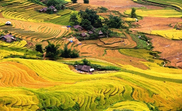 Sapa golden rice valley