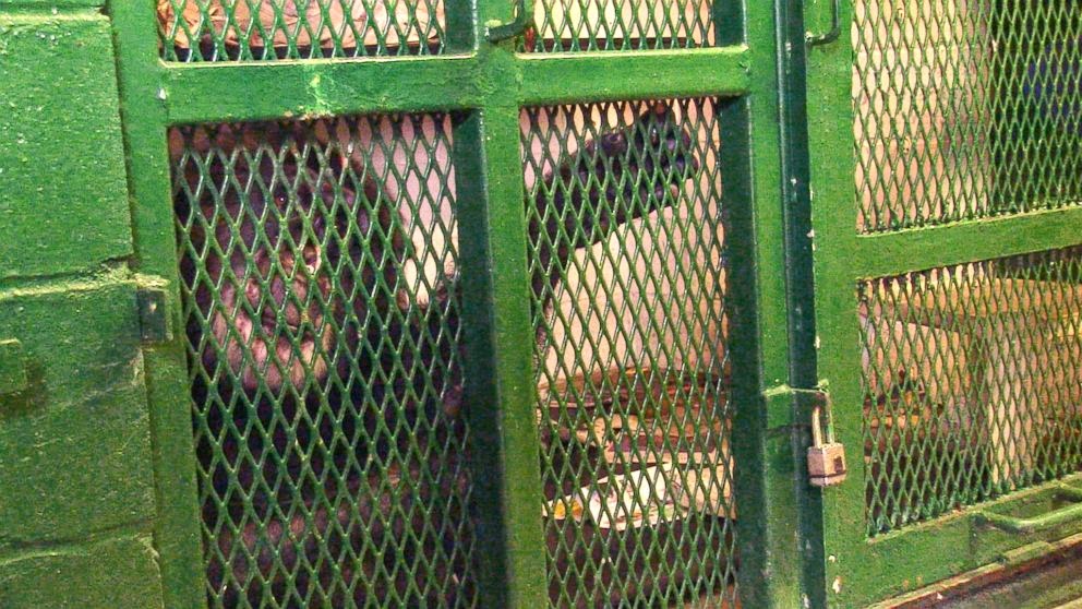 Tommy NonHuman Rights Project The Vegan Vine