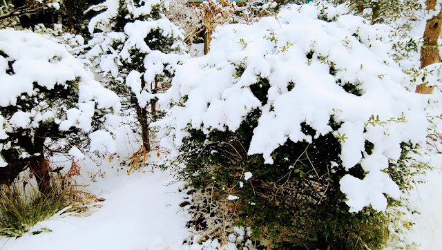 低木に積もった雪