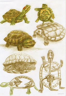illustration tortue crayons de couleur