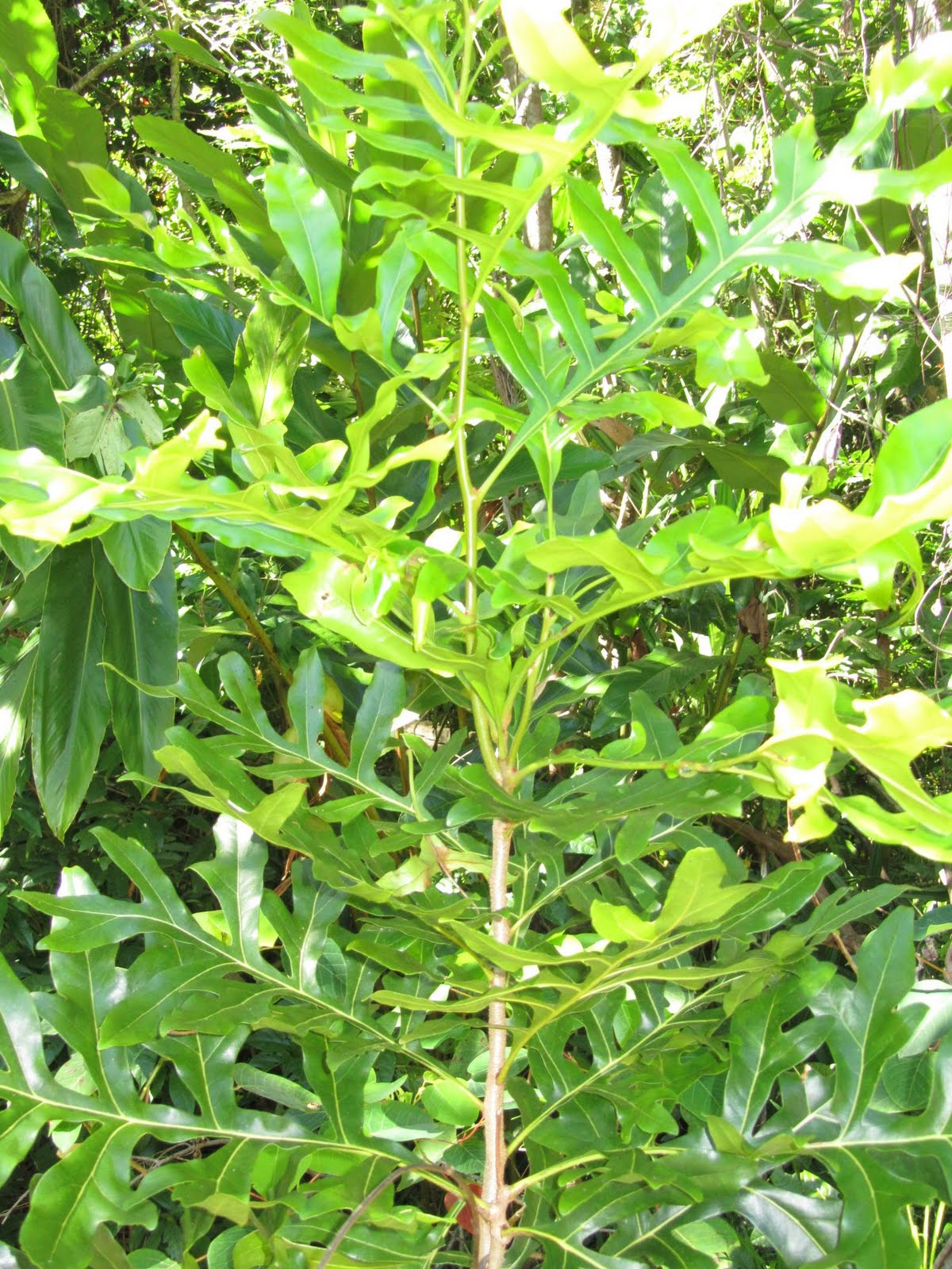 Reforestation in Queensland, Australia Brown Silky Oak (Darlingia
