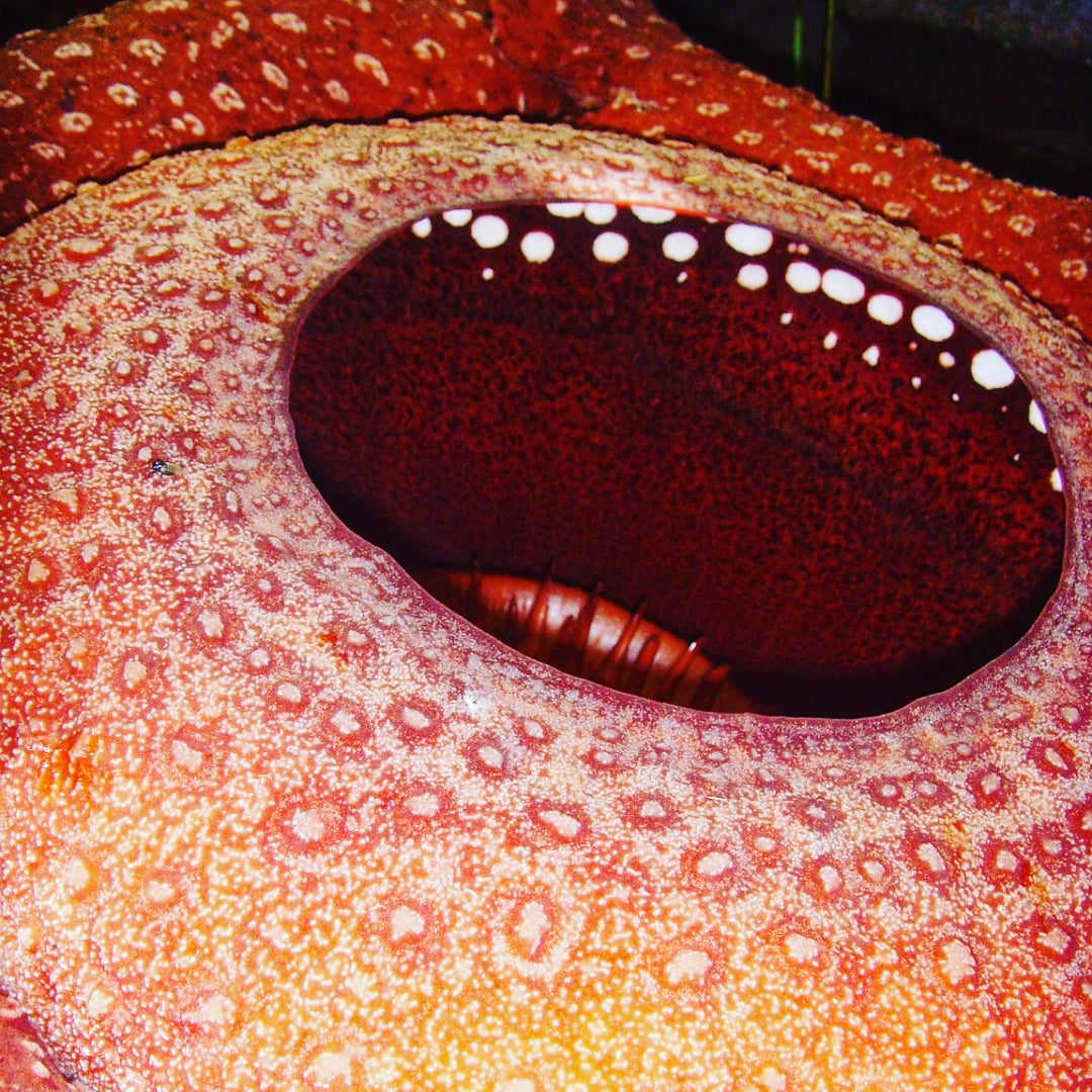 rafflesia flower red and white spots malaysia