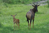 2 days Lake Mburo national park tour, tour lake mburo national park, safari to Lake Mburo National Park. wildlife in Lake Mburo national park, Uganda wildlife viewing, Uganda game viewing, Mihingo Lodge, Archadia Lodge, Rwonyo Camp, Mantana Lake Mburo park Camp, book accommoddation Lake Mburo national park.