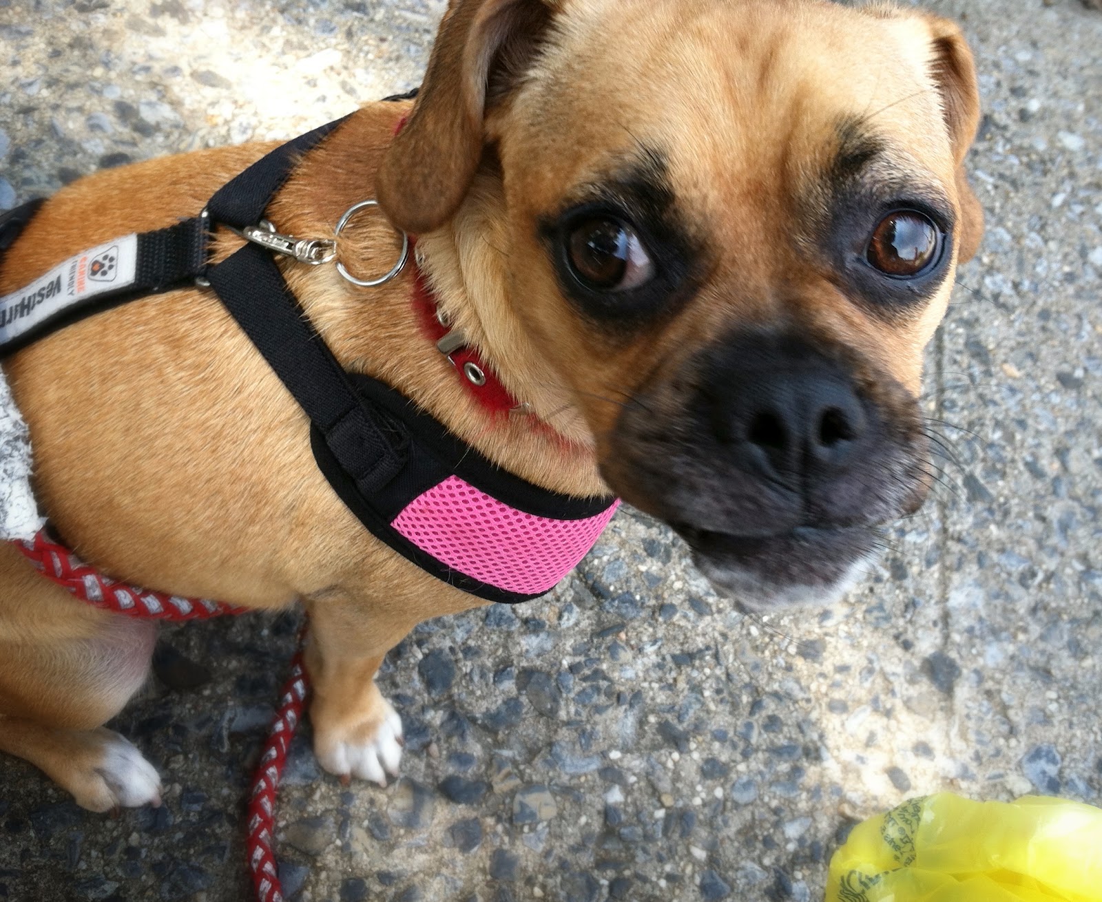 The Adventures of Ruffwonder and Pupfury How to prevent your dog from