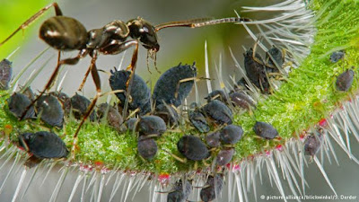 Мравки отглеждат кафеени растения за жилища 36469883_401