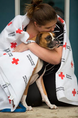 dog safety hurricanes and tornadoes