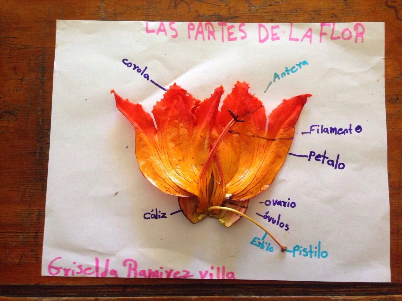 Cita triángulo Marinero Escuela primaria "Nicolás Bravo": Maquetas vivas de las partes de una flor  - 4A