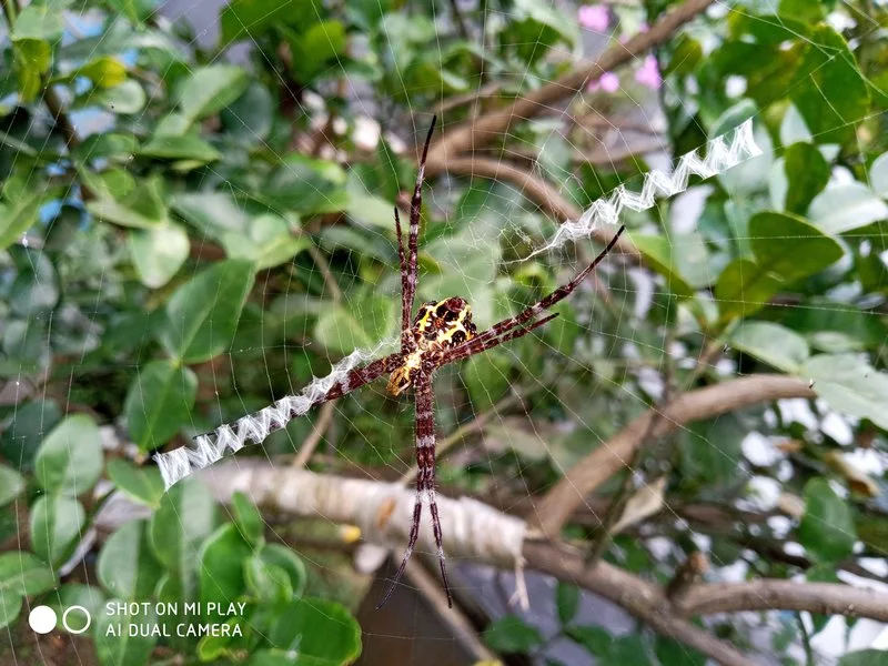 Hasil Foto Kamera Xiaomi Mi Play