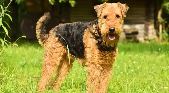 Airedale Terrier Dog Breed Info: Price, Characteristics, Aggressiveness & Facts