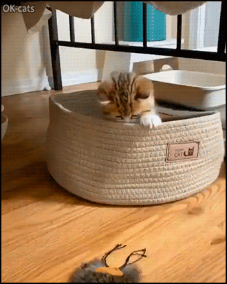 Funny Cat GIF • Cute kitty is playful but fearful and clumsy. Tiny kittens losing Balance are so funny. Funny Cat GIF • Cute kitty is playful but fearful and clumsy. Tiny kittens losing Balance are so funny.