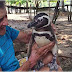 FIQUE SABENDO! / Pinguim volta e visita há 4 anos homem que o salvou