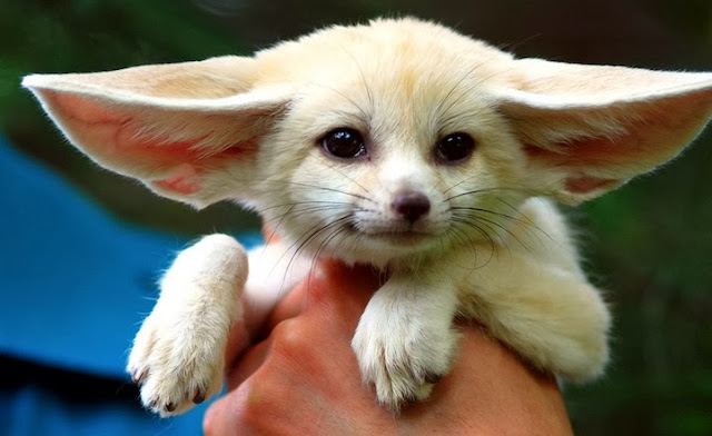 Fennec Fox