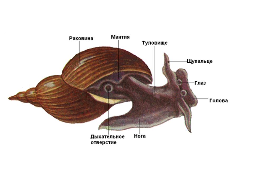 Туловище моллюсков. Мнещне строение брюхорогого иоллюсеа. Внешнее строение брюхоногих моллюсков. Строение прудовика обыкновенного. Брюхоногие моллюски строение.