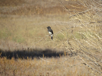 Llano Seco Wildlife Area