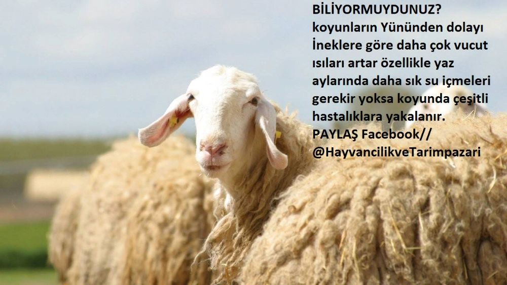 küçükbaş koyun keçiler için yaz aylarında yapılması gerekenler dikkat