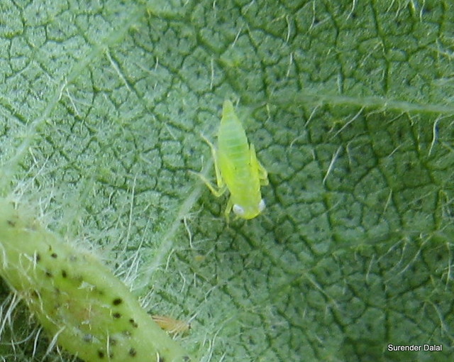 Jassids Live Video On Cotton Crop Agri Tech Guru