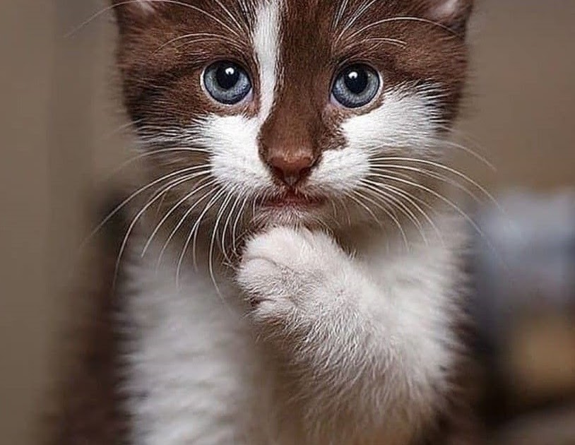 Content in a Cottage: Brown and White Kitten