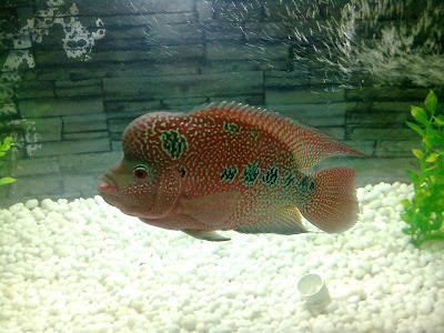 flowerhorn fish ahmedabad