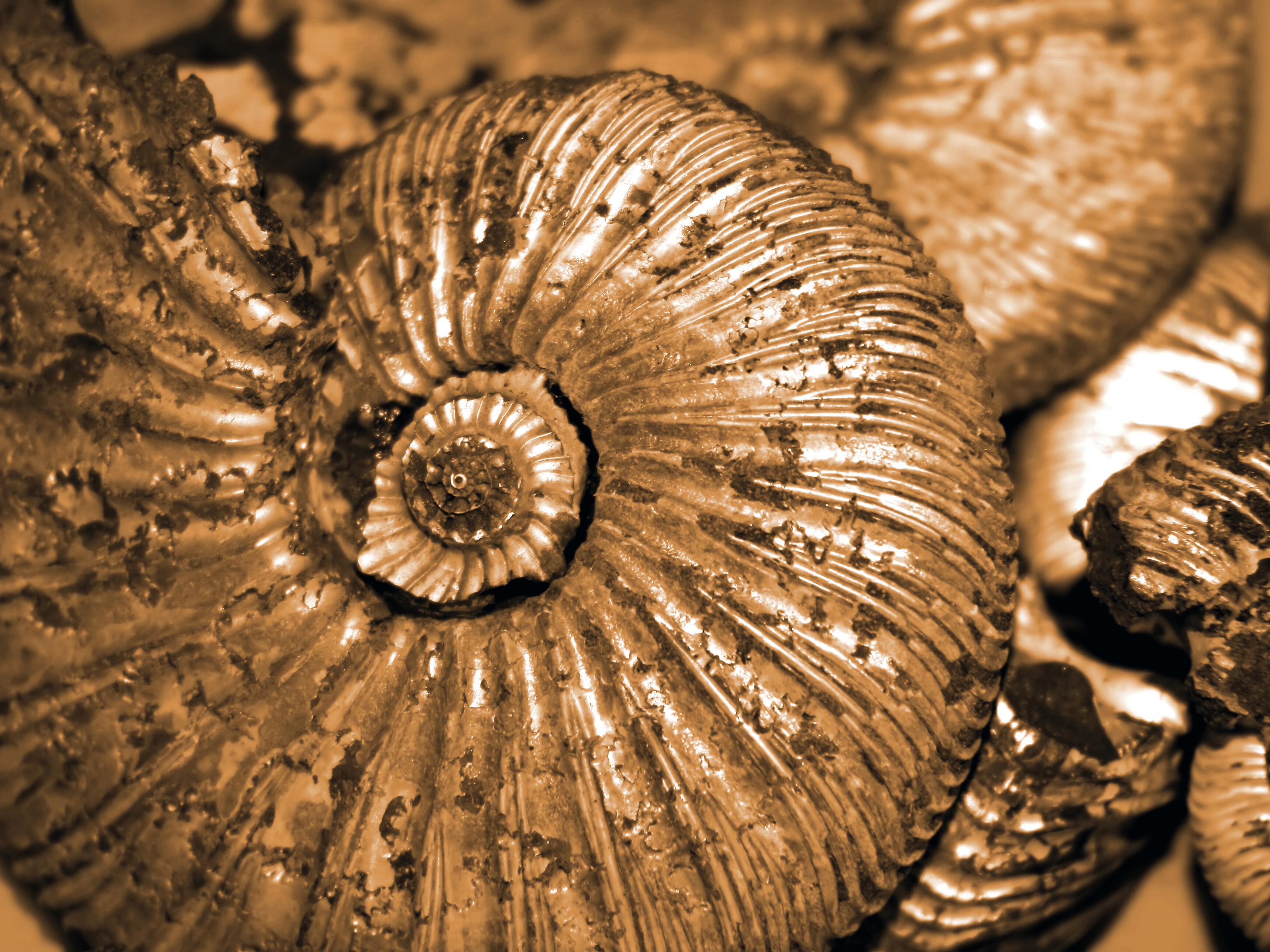 where are ammonite fossils found where are ammonite fossils found