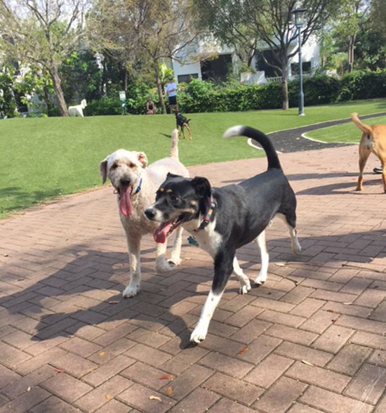 Coconut Grove Grapevine The dog park