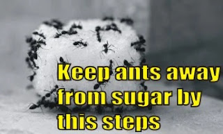 Keep ants away from sugar by this steps