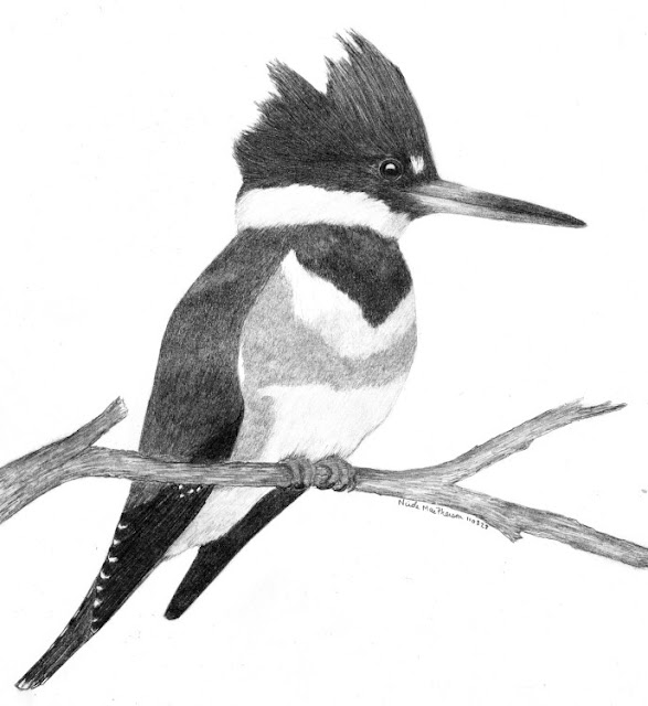 Art By Nic Mac: Drawing - Belted Kingfisher