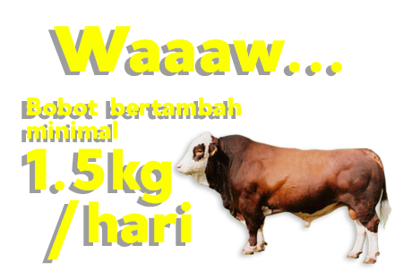 jual pakan sapi, jual konsentrat sapi, jual pakan kambing, jual konsentrat kambing