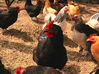 Urban Chickens - How to Have the Best Coop for Your Urban Chickens