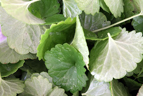 Alehoof, ground ivy, creeping charlie...