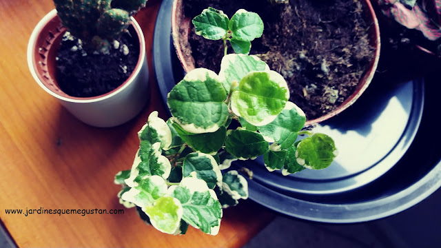 Hojas de Ficus pumila